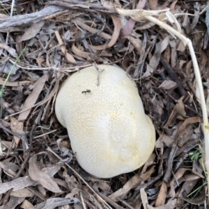 Calvatia sp. at Hackett, ACT - 5 Dec 2022 05:51 PM