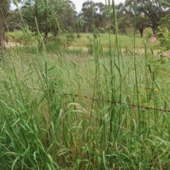 Phalaris aquatica (Phalaris, Australian Canary Grass) at Yass River, NSW - 2 Dec 2022 by SenexRugosus