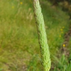 Phalaris aquatica at Yass River, NSW - 2 Dec 2022 11:25 AM