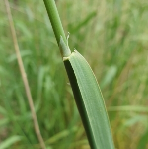 Phalaris aquatica at Yass River, NSW - 2 Dec 2022 11:25 AM