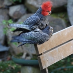 Callocephalon fimbriatum (Gang-gang Cockatoo) at Mawson, ACT - 5 Dec 2022 by Lindell