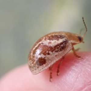 Paropsisterna semifumata at Murrumbateman, NSW - 5 Dec 2022