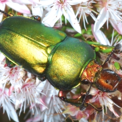Lamprima aurata (Golden stag beetle) at Gibraltar Pines - 3 Dec 2022 by Harrisi