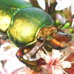 Lamprima aurata at Paddys River, ACT - 3 Dec 2022