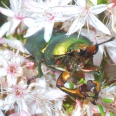 Lamprima aurata at Paddys River, ACT - 3 Dec 2022 04:39 PM