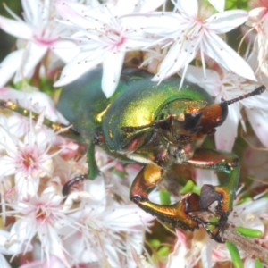 Lamprima aurata at Paddys River, ACT - 3 Dec 2022