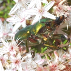 Lamprima aurata at Paddys River, ACT - 3 Dec 2022