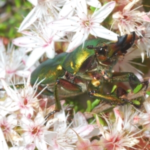 Lamprima aurata at Paddys River, ACT - 3 Dec 2022