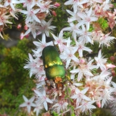 Lamprima aurata at Paddys River, ACT - 3 Dec 2022