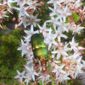 Lamprima aurata at Paddys River, ACT - 3 Dec 2022 04:39 PM