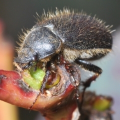 Liparetrus sp. (genus) (Chafer beetle) at Mount Clear, ACT - 1 Dec 2022 by Harrisi