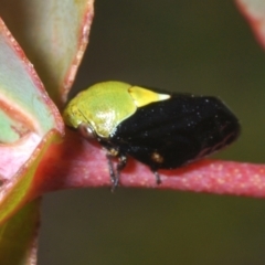 Chaetophyes compacta (Tube spittlebug) at Paddys River, ACT - 3 Dec 2022 by Harrisi