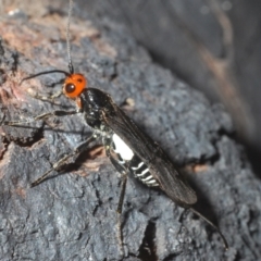 Callibracon capitator (White Flank Black Braconid Wasp) at Block 402 - 5 Dec 2022 by Harrisi