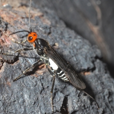 Callibracon capitator (White Flank Black Braconid Wasp) at Stromlo, ACT - 5 Dec 2022 by Harrisi