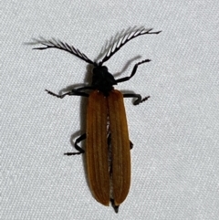 Porrostoma rhipidium (Long-nosed Lycid (Net-winged) beetle) at QPRC LGA - 5 Dec 2022 by Steve_Bok