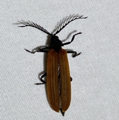 Porrostoma rhipidium (Long-nosed Lycid (Net-winged) beetle) at Jerrabomberra, NSW - 5 Dec 2022 by SteveBorkowskis