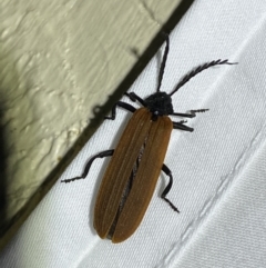 Porrostoma rhipidium at Jerrabomberra, NSW - 5 Dec 2022