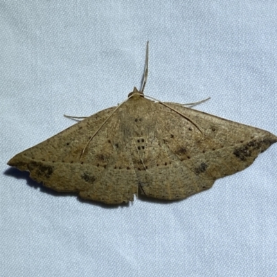 Idiodes siculoides (Straight-winged Bracken Moth) at QPRC LGA - 5 Dec 2022 by Steve_Bok