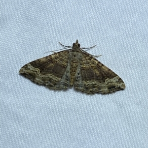 Epyaxa subidaria at Jerrabomberra, NSW - suppressed