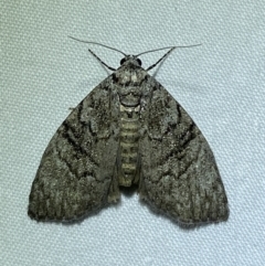 Uraba lugens (Gumleaf Skeletonizer) at Jerrabomberra, NSW - 5 Dec 2022 by Steve_Bok