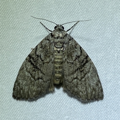 Uraba lugens (Gumleaf Skeletonizer) at Jerrabomberra, NSW - 5 Dec 2022 by SteveBorkowskis