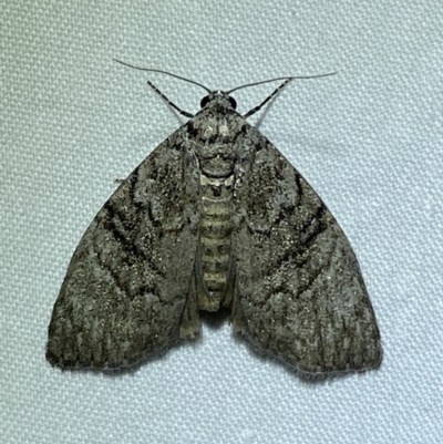 Uraba lugens (Gumleaf Skeletonizer) at Jerrabomberra, NSW - 5 Dec 2022 by Steve_Bok