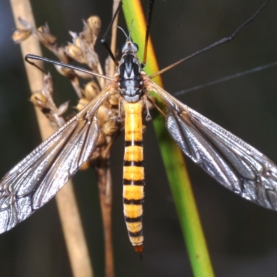 Ischnotoma (Ischnotoma) rubriventris (A crane fly) at Gibraltar Pines - 3 Dec 2022 by Harrisi