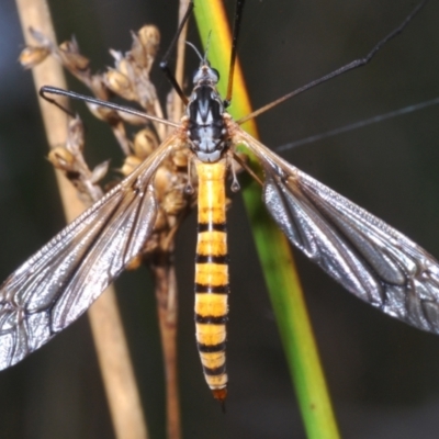 Ischnotoma (Ischnotoma) rubriventris (A crane fly) at Paddys River, ACT - 3 Dec 2022 by Harrisi