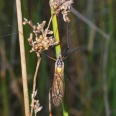 Ischnotoma (Ischnotoma) rubriventris at Paddys River, ACT - 3 Dec 2022