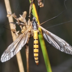 Ischnotoma (Ischnotoma) rubriventris at Paddys River, ACT - 3 Dec 2022