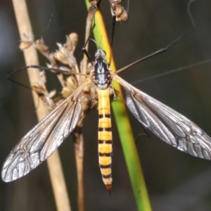 Ischnotoma (Ischnotoma) rubriventris at Paddys River, ACT - 3 Dec 2022