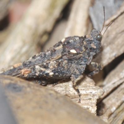 Paratettix australis (A pygmy grasshopper) at Namadgi National Park - 1 Dec 2022 by Harrisi
