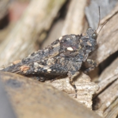 Paratettix australis (A pygmy grasshopper) at Namadgi National Park - 1 Dec 2022 by Harrisi