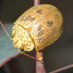 Paropsis atomaria at Shannons Flat, NSW - 1 Dec 2022