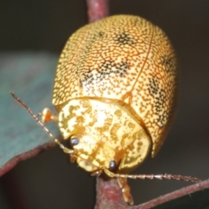 Paropsis atomaria at Shannons Flat, NSW - 1 Dec 2022