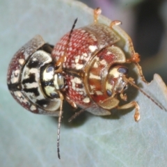 Paropsisterna decolorata (A Eucalyptus leaf beetle) at Shannons Flat, NSW - 1 Dec 2022 by Harrisi