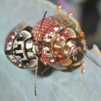 Paropsisterna decolorata (A Eucalyptus leaf beetle) at Shannons Flat, NSW - 1 Dec 2022 by Harrisi