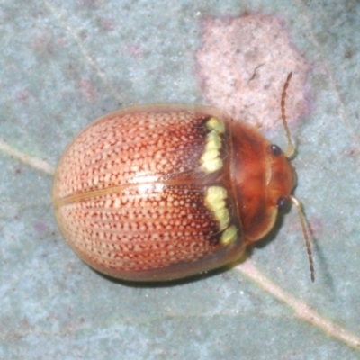 Paropsisterna sp. (genus) (A leaf beetle) at Shannons Flat, NSW - 1 Dec 2022 by Harrisi
