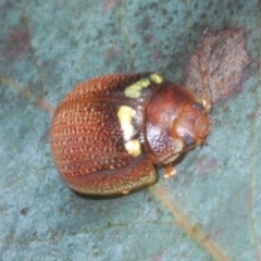 Paropsisterna sp. (genus) at Shannons Flat, NSW - 1 Dec 2022