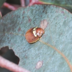 Paropsisterna sp. (genus) at Shannons Flat, NSW - 1 Dec 2022