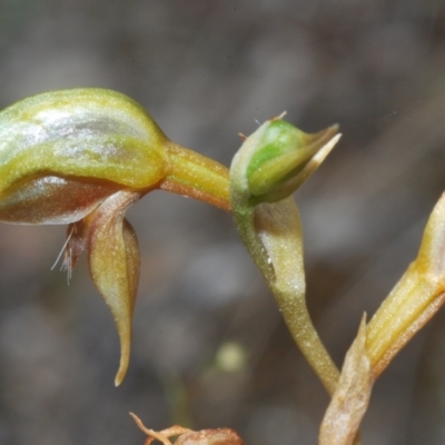 Oligochaetochilus aciculiformis (Needle-point rustyhood) at Paddys River, ACT - 3 Dec 2022 by Harrisi