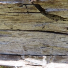 Formicidae (family) at Pearce, ACT - 4 Dec 2022