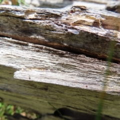 Formicidae (family) at Pearce, ACT - 4 Dec 2022