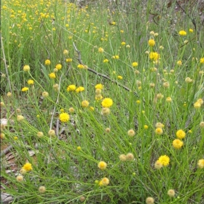 Calotis lappulacea (Yellow Burr Daisy) at Red Hill, ACT - 17 Oct 2010 by ACTCPR