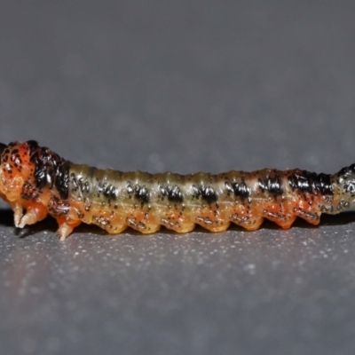 Lophyrotoma interrupta at Wellington Point, QLD - 29 Nov 2022 by TimL