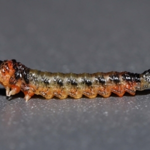 Lophyrotoma interrupta (TBC) at suppressed by TimL