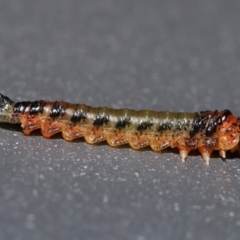 Pterygophorus sp. (genus) at Wellington Point, QLD - suppressed