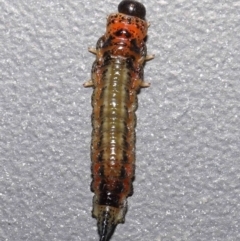 Pterygophorus sp. (genus) at Wellington Point, QLD - suppressed