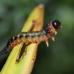 Pterygophorus sp. (genus) at Wellington Point, QLD - suppressed