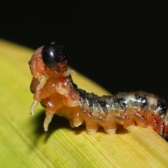 Pterygophorus sp. (genus) at Wellington Point, QLD - suppressed